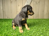 Mocha, a female Miniature Pinscher for sale in Fort Wayne, IN – 3 of 3