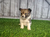 Lena, a female Pomeranian and Poodle - Miniature  for sale in Fort Wayne, IN – 2 of 8