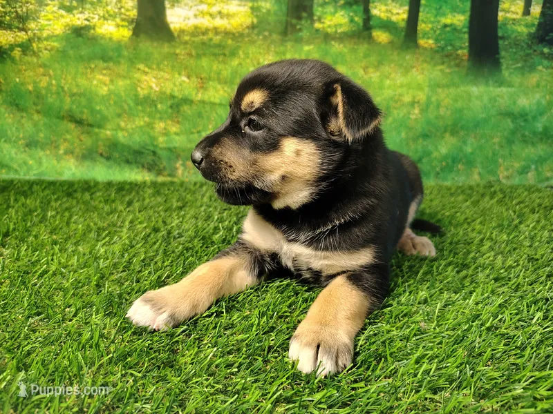 Yvette – German Shepherd Dog, Siberian Husky puppy for sale in Fort Wayne, IN