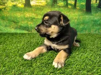 Yvette, a female German Shepherd Dog and Siberian Husky for sale in Fort Wayne, IN – 1 of 4