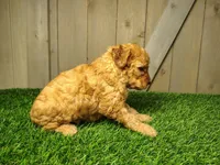 Lucy, a female Poodle - Miniature  for sale in Fort Wayne, IN – 2 of 4