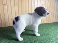 Sutton, a male Australian Cattle Dog and Labrador Retriever for sale in Fort Wayne, IN – 5 of 6