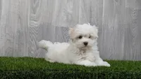 Mason, a male Maltese for sale in Fort Wayne, IN – 3 of 3