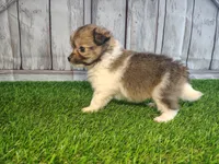 Lexi, a female Pomeranian and Poodle - Miniature  for sale in Fort Wayne, IN – 3 of 3