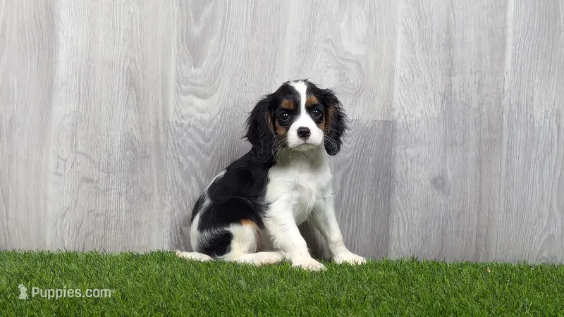 Raelee – Cavalier King Charles Spaniel puppy for sale in Fort Wayne, IN