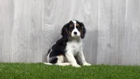 Raelee, a female Cavalier King Charles Spaniel for sale in Fort Wayne, IN – 1 of 2