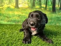 Nova , a female Golden Retriever and Labrador Retriever for sale in Fort Wayne, IN – 4 of 5