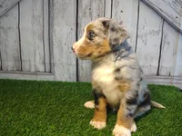 Hazel, a female Australian Shepherd and Bernese Mountain Dog for sale in Fort Wayne, IN – 3 of 4