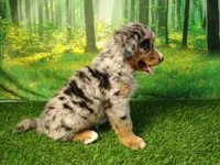 Amika, a female Australian Shepherd and Bernese Mountain Dog for sale in Fort Wayne, IN – 4 of 4