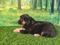Tyson, a male American Bulldog and Australian Shepherd for sale in Fort Wayne, IN – 4 of 8