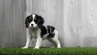 Raelee, a female Cavalier King Charles Spaniel for sale in Fort Wayne, IN – 2 of 2