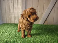 Rusty, a male Poodle - Toy  for sale in Fort Wayne, IN – 5 of 9