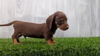 Mercury , a male Miniature Dachshund for sale in Fort Wayne, IN – 3 of 4