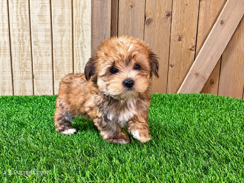 Ezra – Morkie puppy for sale in Fort Wayne, IN