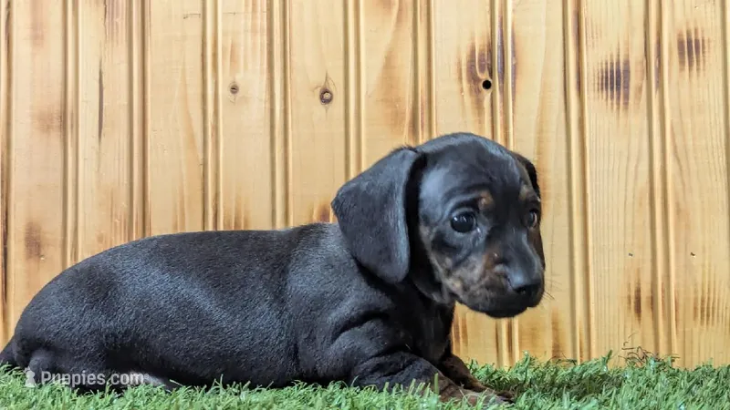Lilly – Miniature Dachshund puppy for sale in Fort Wayne, IN