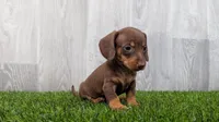 Mandy, a female Miniature Dachshund for sale in Fort Wayne, IN – 3 of 4