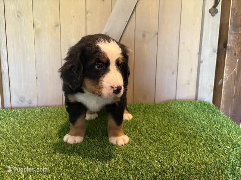 Aaron – Bernese Mountain Dog puppy for sale in Fort Wayne, IN