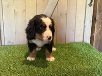 Aaron, a male Bernese Mountain Dog for sale in Fort Wayne, IN – 1 of 5