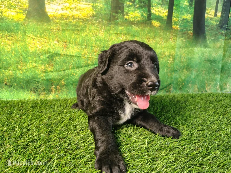 Nova  – Golden Retriever, Labrador Retriever puppy for sale in Fort Wayne, IN