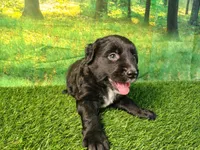 Nova , a female Golden Retriever and Labrador Retriever for sale in Fort Wayne, IN – 1 of 5