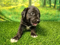 Nash, a male Golden Retriever and Labrador Retriever for sale in Fort Wayne, IN – 3 of 4