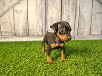 Anna, a female Miniature Pinscher for sale in Fort Wayne, IN – 3 of 6
