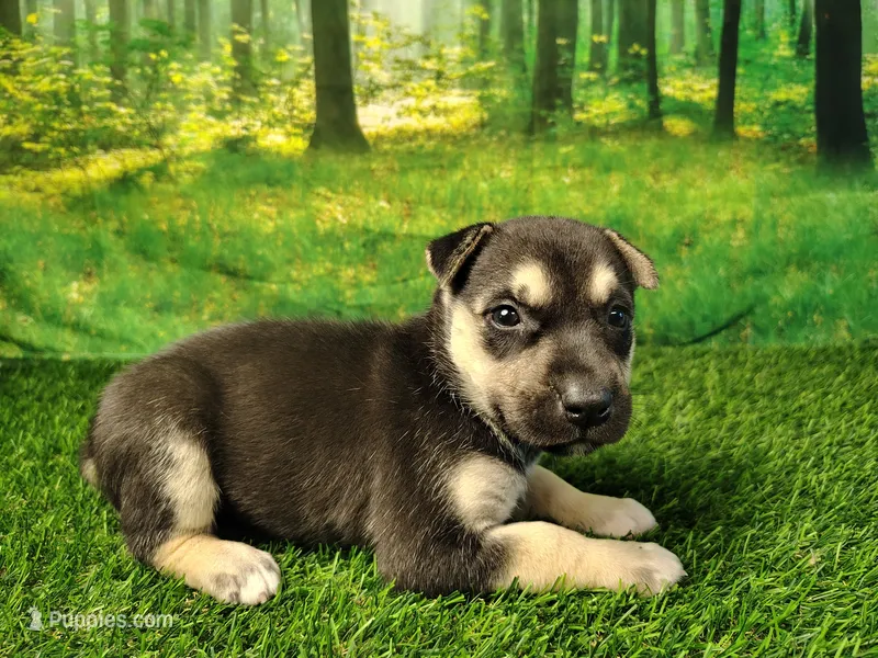 Yesenia  – German Shepherd Dog, Siberian Husky puppy for sale in Fort Wayne, IN