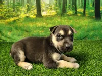 Yesenia , a female German Shepherd Dog and Siberian Husky for sale in Fort Wayne, IN – 1 of 3