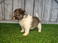 Leo, a male Pomeranian and Poodle - Miniature  for sale in Fort Wayne, IN – 6 of 8