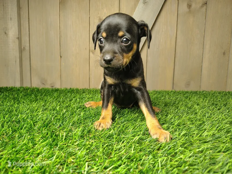 Maggie – Miniature Pinscher puppy for sale in Fort Wayne, IN