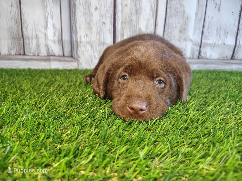 Shadow  – Labrador Retriever puppy for sale in Fort Wayne, IN