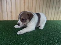 Marlee, a female Australian Cattle Dog and Labrador Retriever for sale in Fort Wayne, IN – 2 of 3