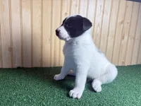 Sutton, a male Australian Cattle Dog and Labrador Retriever for sale in Fort Wayne, IN – 4 of 6