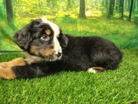 Atlas, a male Australian Shepherd and Bernese Mountain Dog for sale in Fort Wayne, IN – 5 of 5