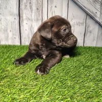 Ellie, a female German Shepherd Dog and Labrador Retriever for sale in Fort Wayne, IN – Photo 2 of 4