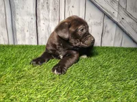 Ellie, a female German Shepherd Dog and Labrador Retriever for sale in Fort Wayne, IN – Photo 2 of 4