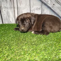 Ellie, a female German Shepherd Dog and Labrador Retriever for sale in Fort Wayne, IN – Photo 4 of 4