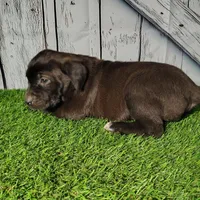 Ellie, a female German Shepherd Dog and Labrador Retriever for sale in Fort Wayne, IN – Photo 3 of 4