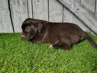 Ellie, a female German Shepherd Dog and Labrador Retriever for sale in Fort Wayne, IN – Photo 3 of 4