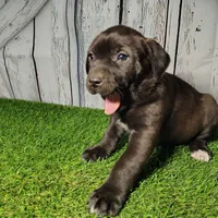 Ellie, a female German Shepherd Dog and Labrador Retriever for sale in Fort Wayne, IN – Photo 1 of 4
