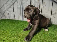 Ellie, a female German Shepherd Dog and Labrador Retriever for sale in Fort Wayne, IN – Photo 1 of 4