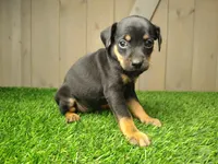 Maggie, a female Miniature Pinscher for sale in Fort Wayne, IN – 2 of 4
