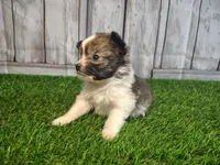 Loki, a male Pomeranian and Poodle - Miniature  for sale in Fort Wayne, IN – 2 of 4