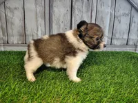 Leo, a male Pomeranian and Poodle - Miniature  for sale in Fort Wayne, IN – 2 of 8