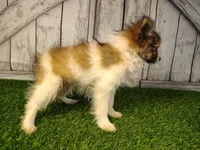 Loki, a male Pomeranian and Poodle - Miniature  for sale in Fort Wayne, IN – 2 of 5