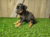 Maggie, a female Miniature Pinscher for sale in Fort Wayne, IN – 3 of 4