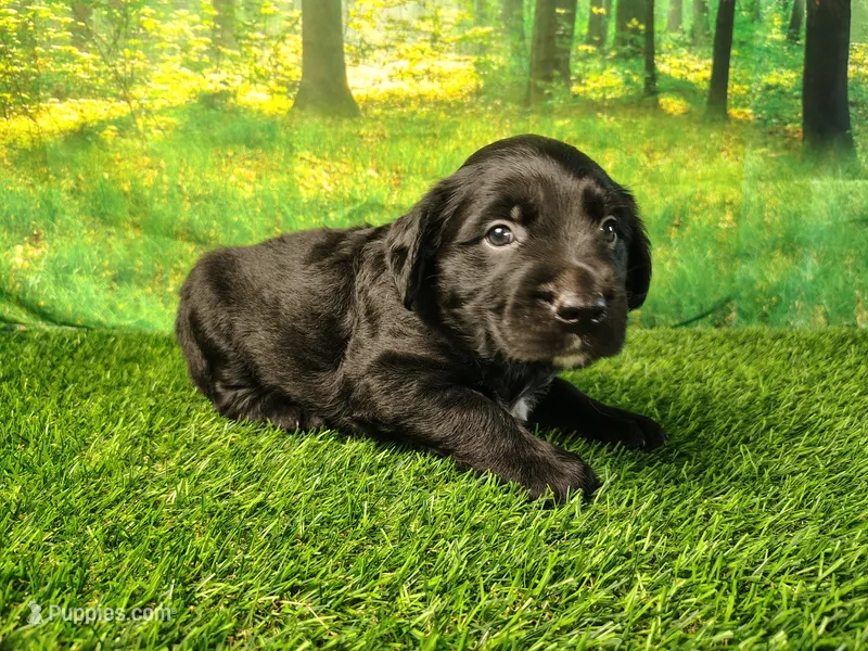 Nox – Golden Retriever, Labrador Retriever puppy for sale in Fort Wayne, IN