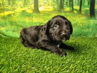 Nox, a male Golden Retriever and Labrador Retriever for sale in Fort Wayne, IN – 1 of 4