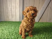 Rusty, a male Poodle - Toy  for sale in Fort Wayne, IN – 2 of 9