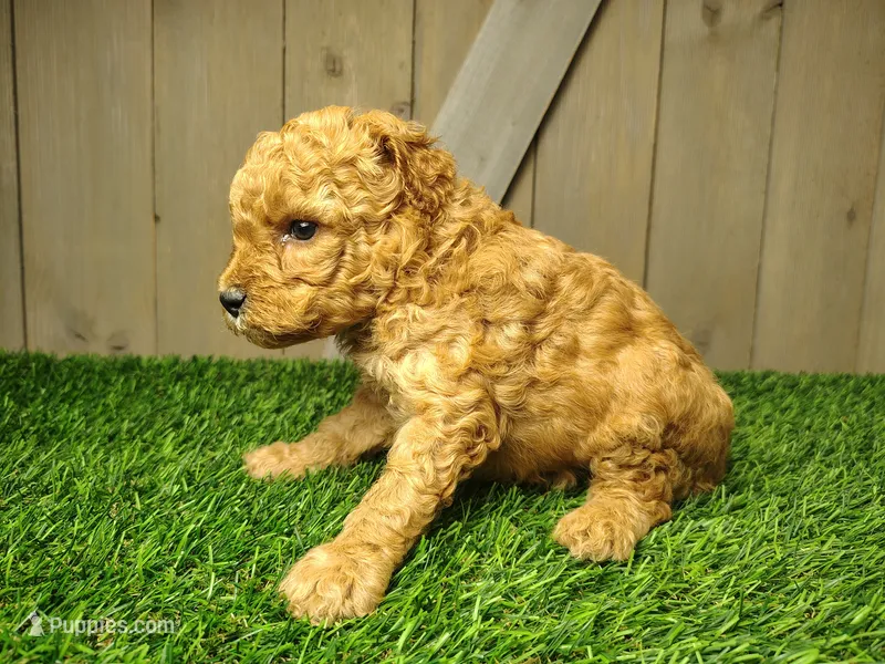 Levi – Poodle - Miniature  puppy for sale in Fort Wayne, IN